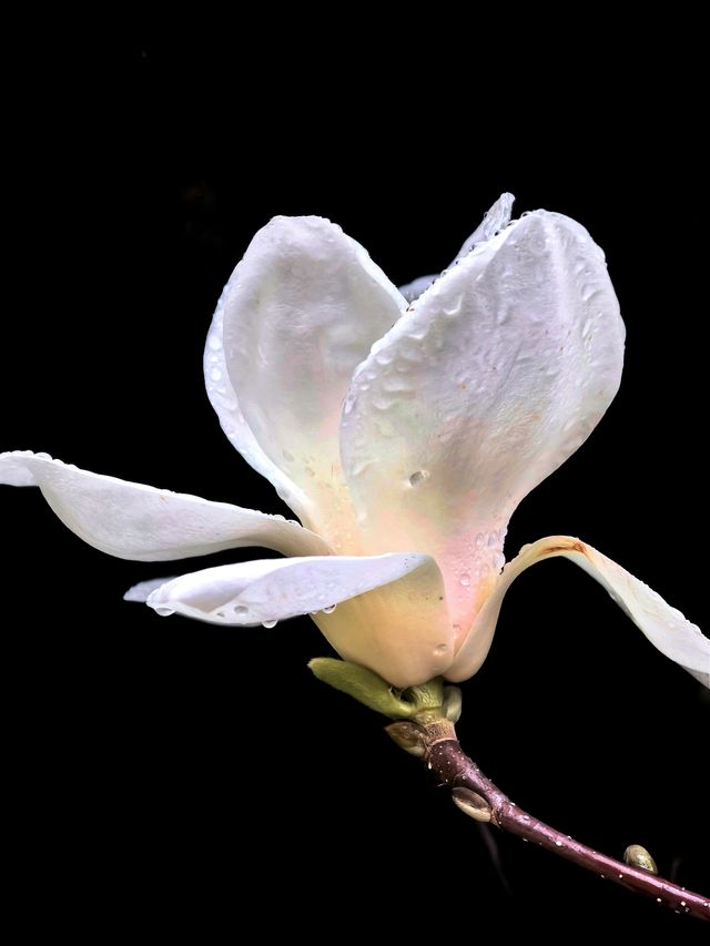 雨中的花兒，為初春的徐匯公園增添了幾分溫馨。