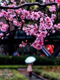雨中的花兒，為初春的徐匯公園增添了幾分溫馨。