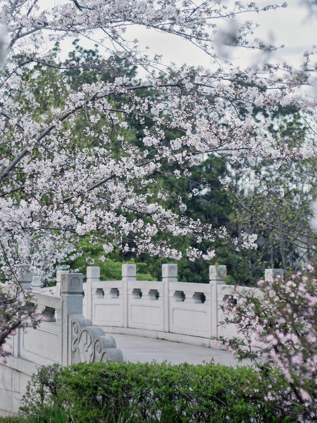 🌸 上海植物園的早櫻開了，春天真的來了！