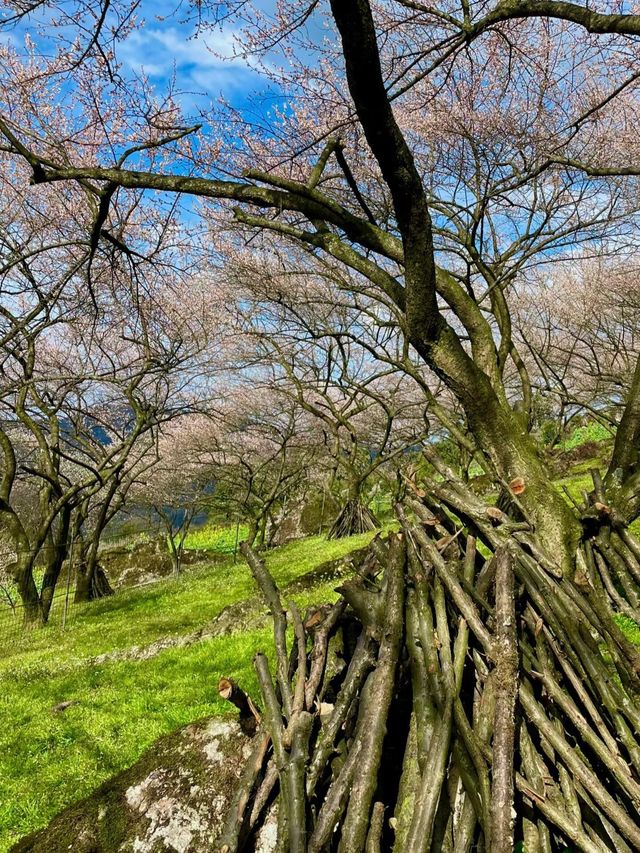 《鶴鳴山：春日青梅、秋季雲海，川西的季節限定浪漫！》