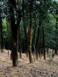 中山獅頭山徒步之旅#