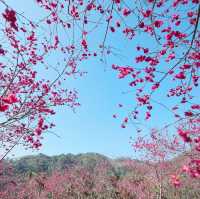 🌸嘉義半天岩 | 遇見櫻花樹下的春日小確幸
