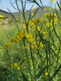 鄉間村野油菜花故