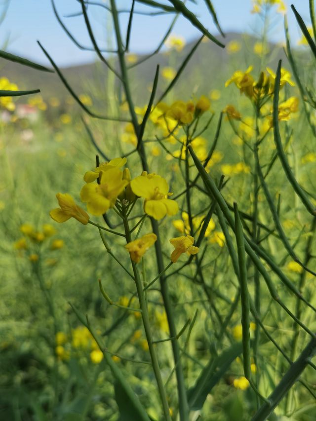 鄉間村野油菜花故