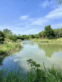 潮汐之間的綠色詩篇：紅樹林海濱生態公園漫遊記