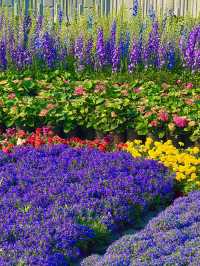 🌼深圳筆架山公園花海，美到失語！