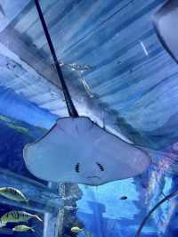 海底奇境的夢幻漫遊：觀瀾海洋世界的一日