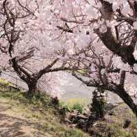 東京櫻花難民速進！171棵櫻花滿開實況🌸