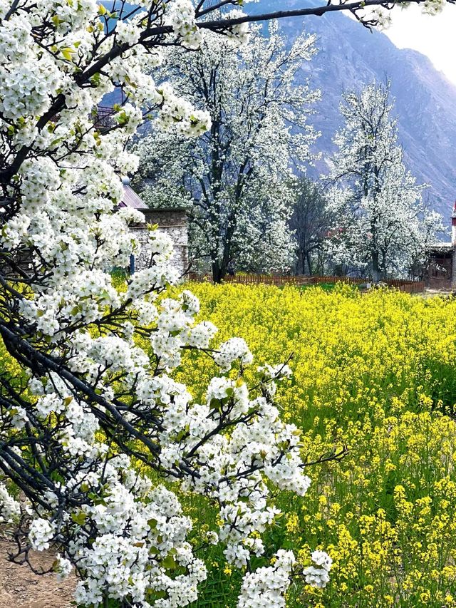 清明節限定莫斯卡村看土撥鼠+藏寨梨花。
