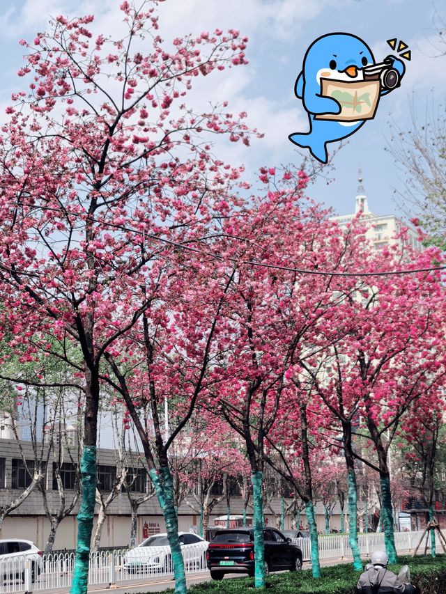 昆明賞櫻花的季節到啦！