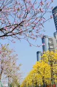 廣州春季賞花攝影點合集（賞花踏青啦）