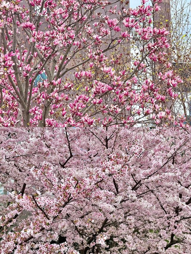 2025上海共青森林公園保姆級攻略