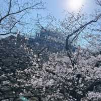 🌸日本福岡櫻花季--舞鶴公園🌸