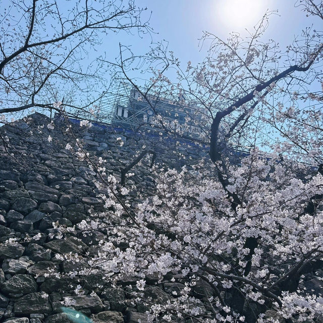 🌸日本福岡櫻花季--舞鶴公園🌸