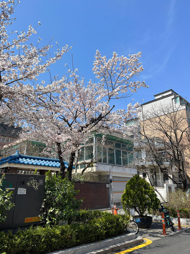 四月初延南洞，邂逅限定櫻花浪漫🌸