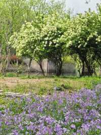 Explore the Stunning Hydrangea Waterfall at Xixi Wetland with Free Route Options