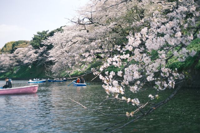 東京千鳥之淵賞櫻之旅