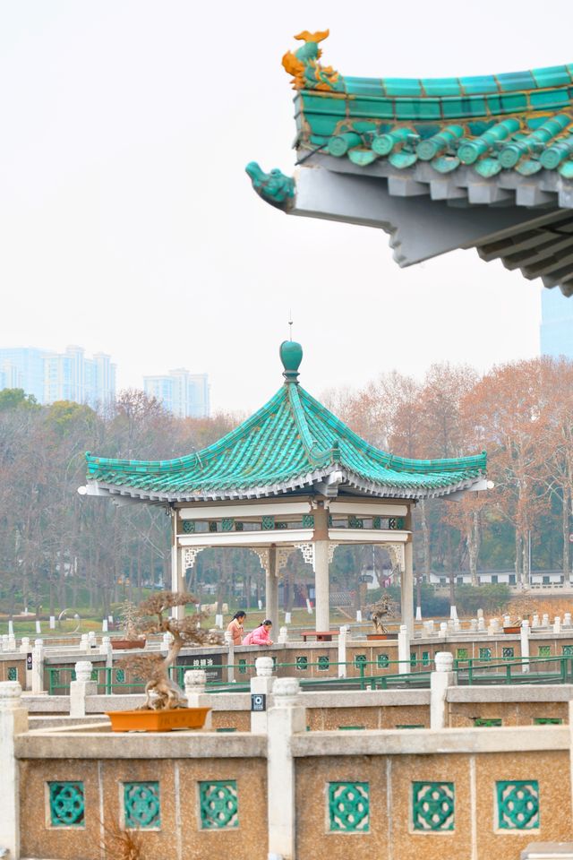 在武漢碧潭觀魚，看錦鯉在水中肆意游動