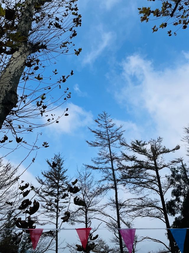 莫干山竹林秘境