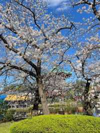 東京上野恩賜公園——一個讓人流連忘返的綠意角落