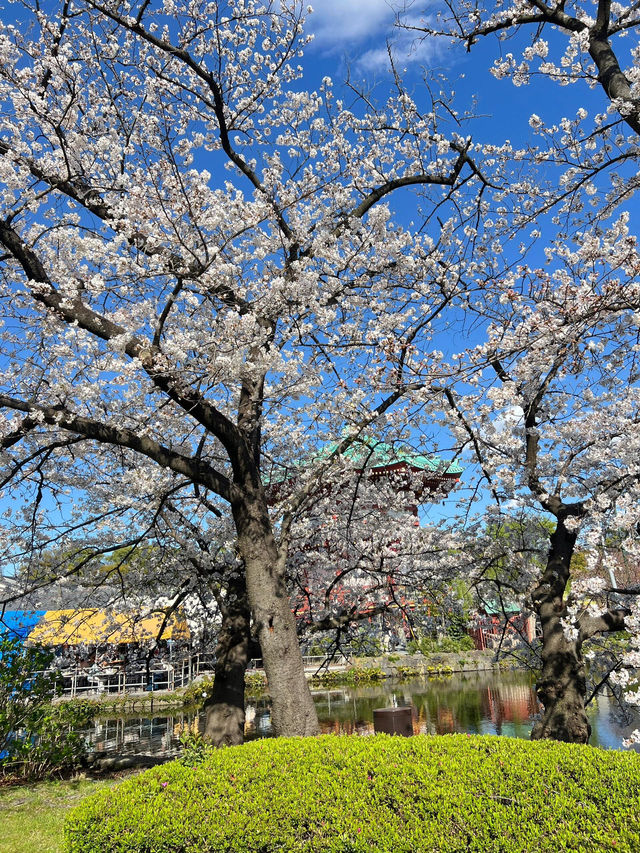 東京上野恩賜公園——一個讓人流連忘返的綠意角落