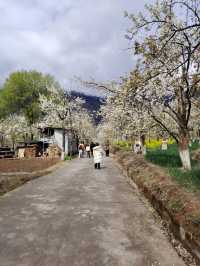 金川梨花 | 3月闖入川西的雪白仙境