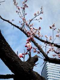  探尋上海街角樱花浪漫