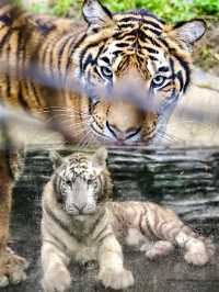 《貴州野生動物園:呢度嘅動物比你嘅前度仲難氹!》