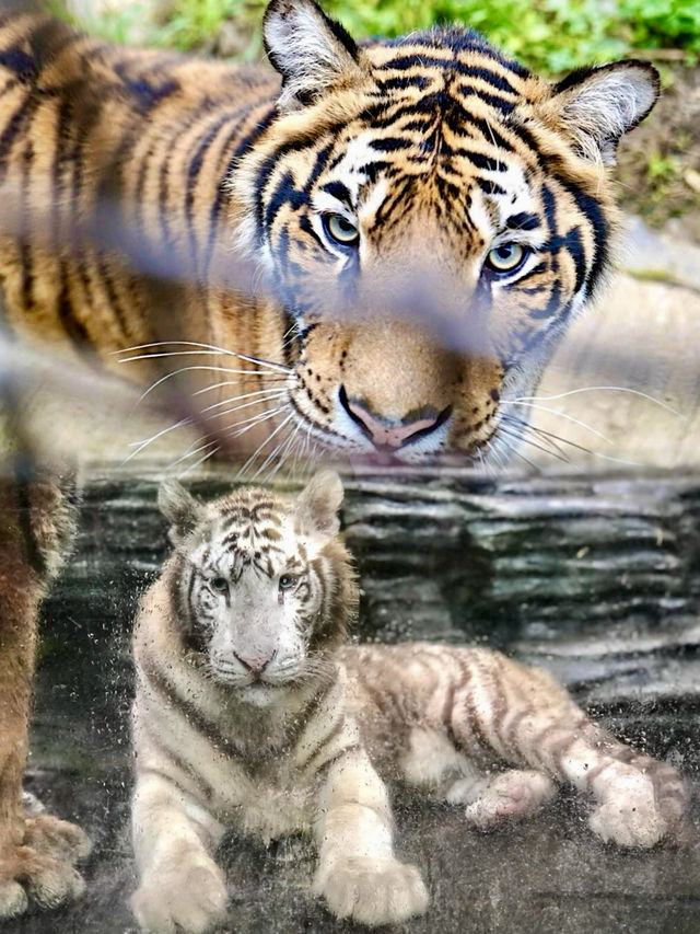 《貴州野生動物園:呢度嘅動物比你嘅前度仲難氹!》