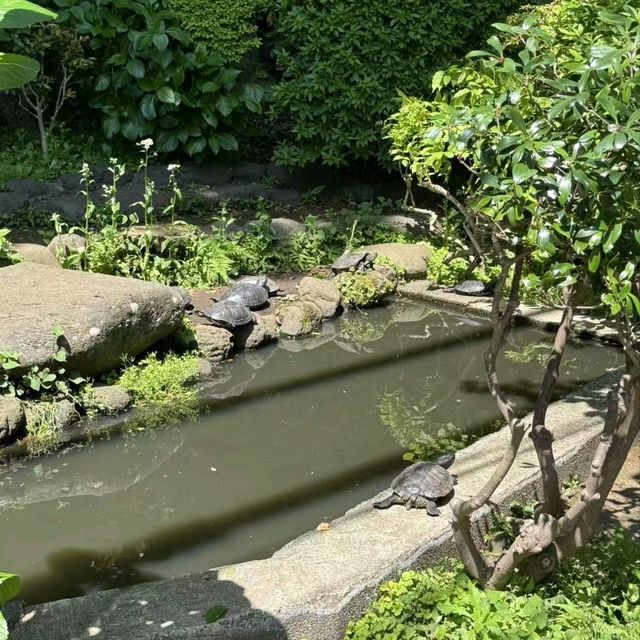  📔東京實習日記｜江之島治愈之旅：在山海間捕捉夏日浪漫 