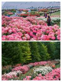 上海五一限定版「莫奈花園」靚到窒息！快啲嚟！