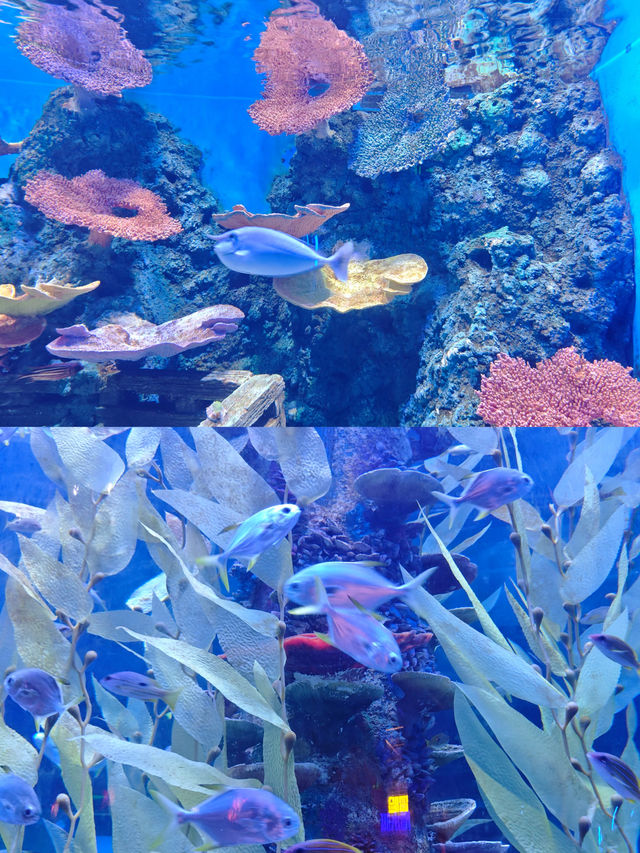 在廣州！與海洋精靈親密接觸的絕佳去處