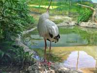 探秘蓉城野趣：成都動物園漫遊指南
