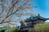 長沙春天好去處，錯過又要等一年！