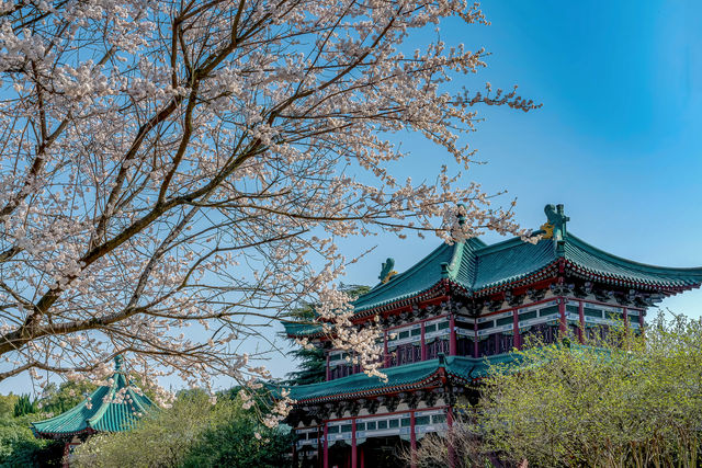 長沙春天好去處，錯過又要等一年！