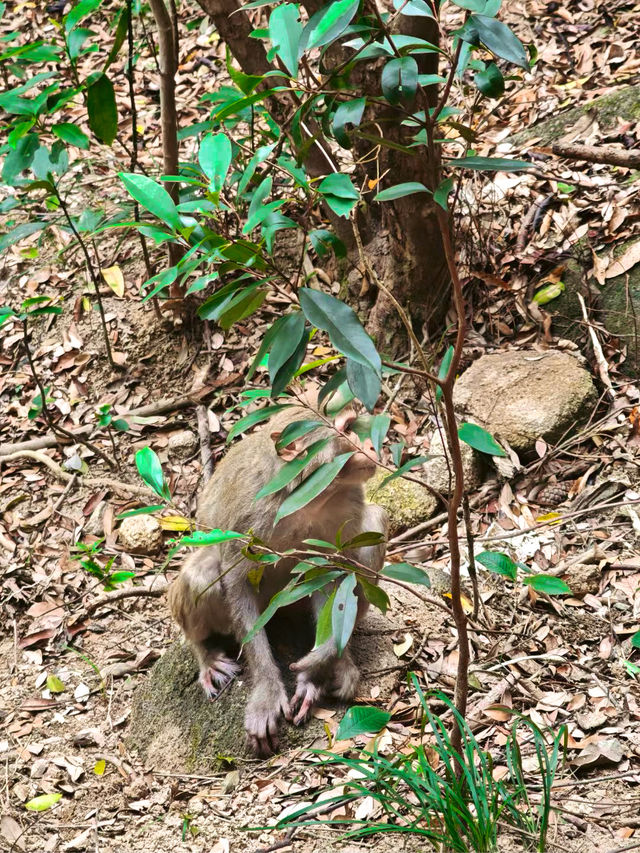 香港獅子山徒步全攻略：俯瞰九龍全景的都市秘境