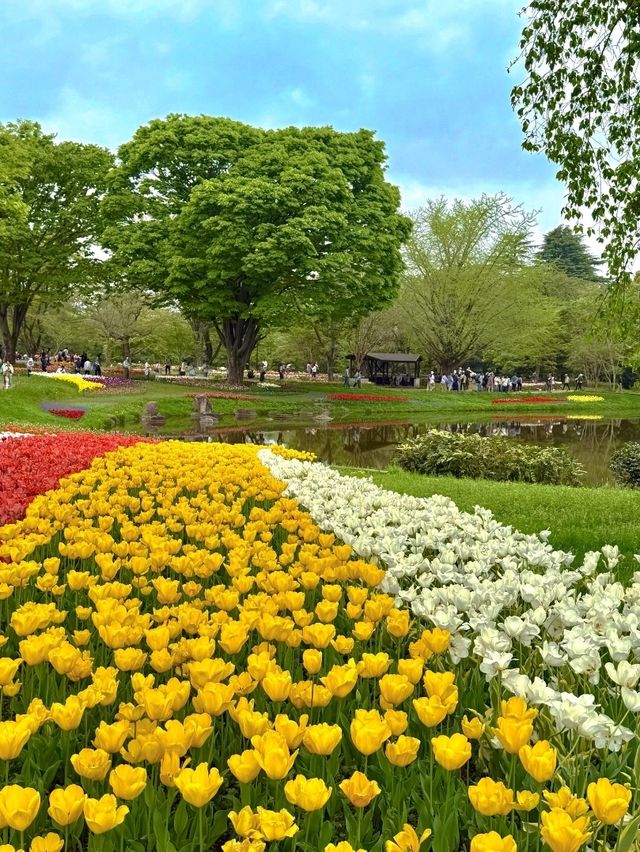 東京國營昭和紀念公園交通全攻略：奔赴萬株花海的愜意之旅