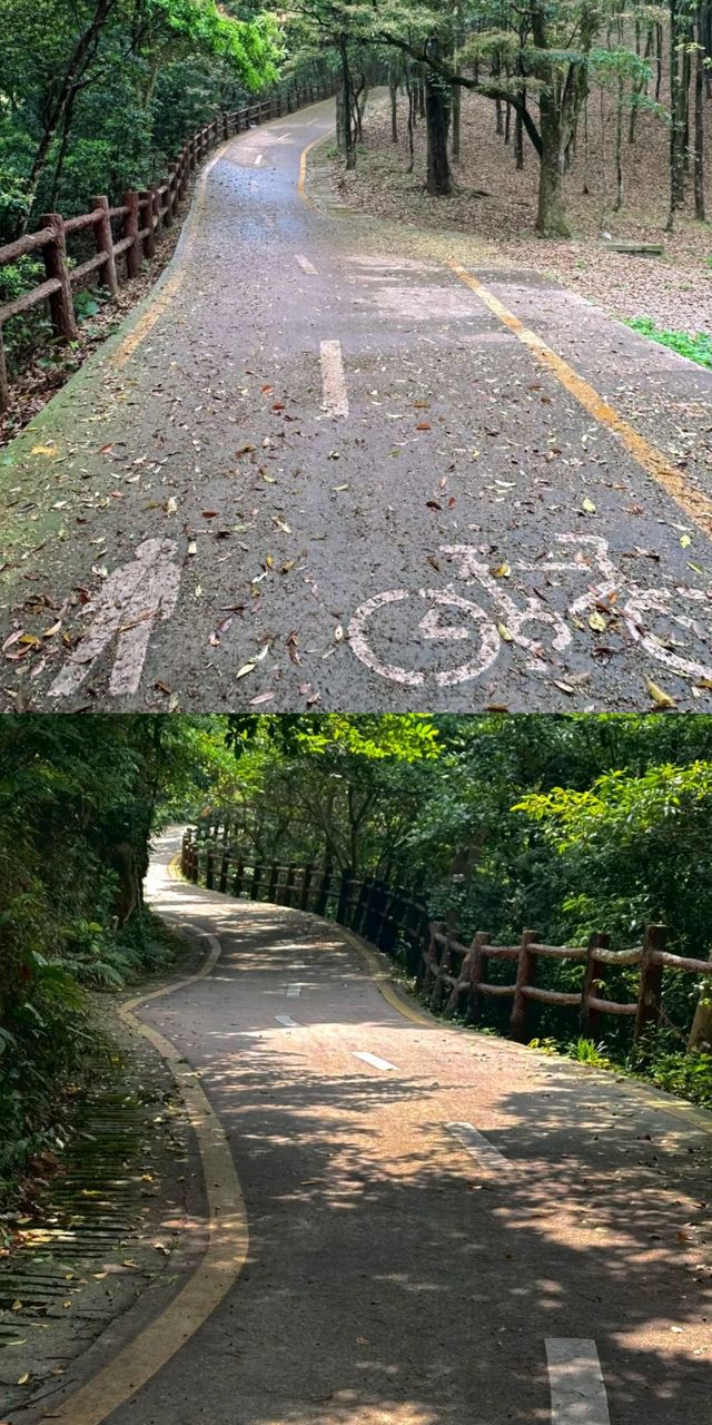 官宣！深圳呢條「隱藏版」森林綠道，靚到令人心動