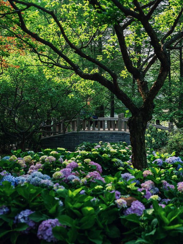 南京嘅初夏｜藏喺每一片綠裏