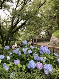 #多摩川台公園嘅繡球花