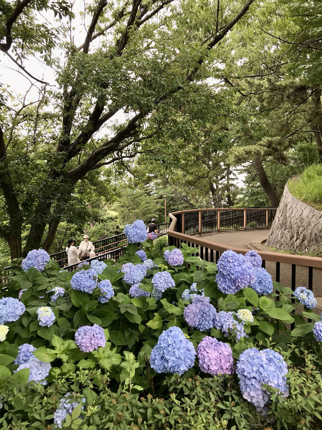 #多摩川台公園嘅繡球花