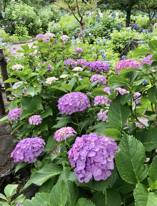 #多摩川台公園嘅繡球花