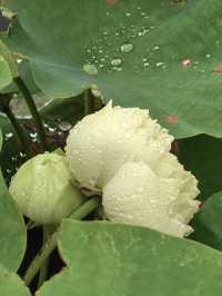 雨中漫遊圓明園，邂逅合歡花與荷花的詩意