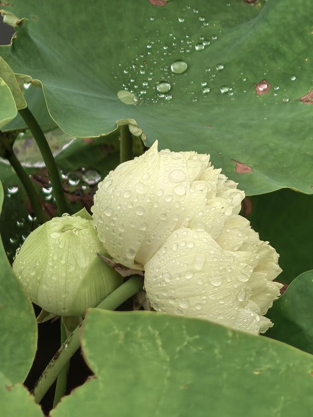 雨中漫遊圓明園，邂逅合歡花與荷花的詩意