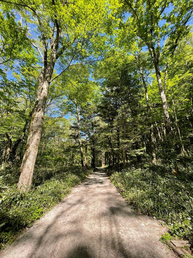 上高地嘅初夏物語｜闖入日本阿爾卑斯嘅藍綠幻境