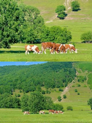 Primitive Secondary Forest and Alpine Meadows: The Green Secret of Colorful Meilin Valley in Autumn