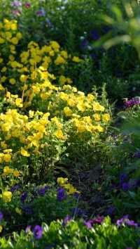 莫奈花園真係靚到喊