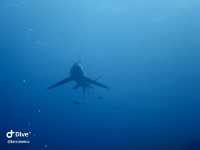 Wonderful Dive Experience at Malapascua