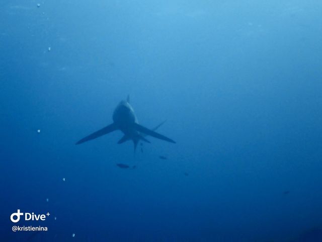 Wonderful Dive Experience at Malapascua