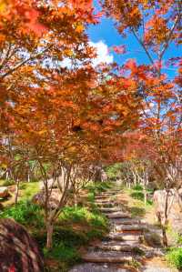 楓葉紅了廣州賞秋一定要來一趟帽峰山